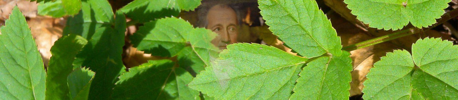2005: Het onkruid van Goethe