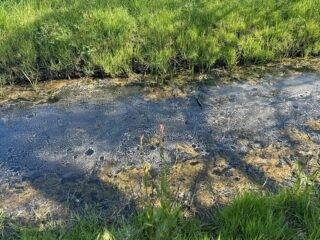 Misnoegd keek ik naar mijn sloot